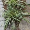 Variegata Lilyturf